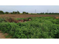 agricultural-land-for-sale-small-0